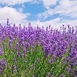 100 piezas semillas de lavanda Las plantas de jardín son plantas perennes resistentes. planta de lavanda semillas de flores silvestres perenne resistente plantas de balcon Las plantas