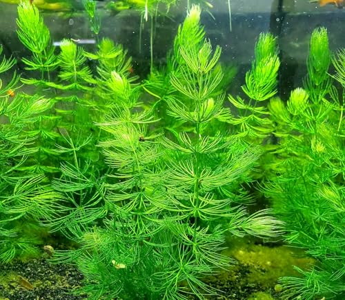 Aquatic Discounts Anacharis + Hornwort + Java Fern + Java Moss - 4 Types Of Easy/Beginner Live Aquarium Plants thumb #3
