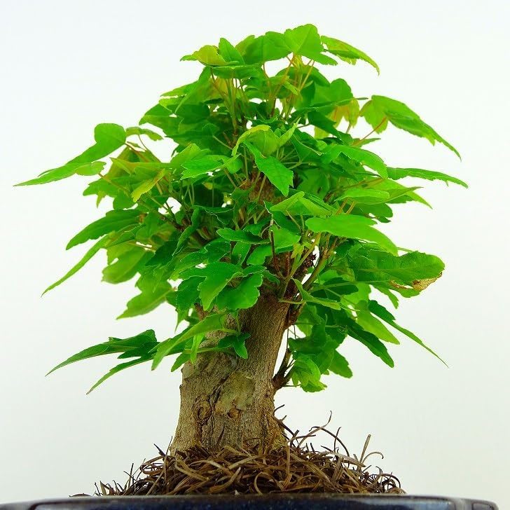 盆栽 楓 樹高 約12cm かえで Acer カエデ 紅葉 カエデ科 落葉樹 観賞用