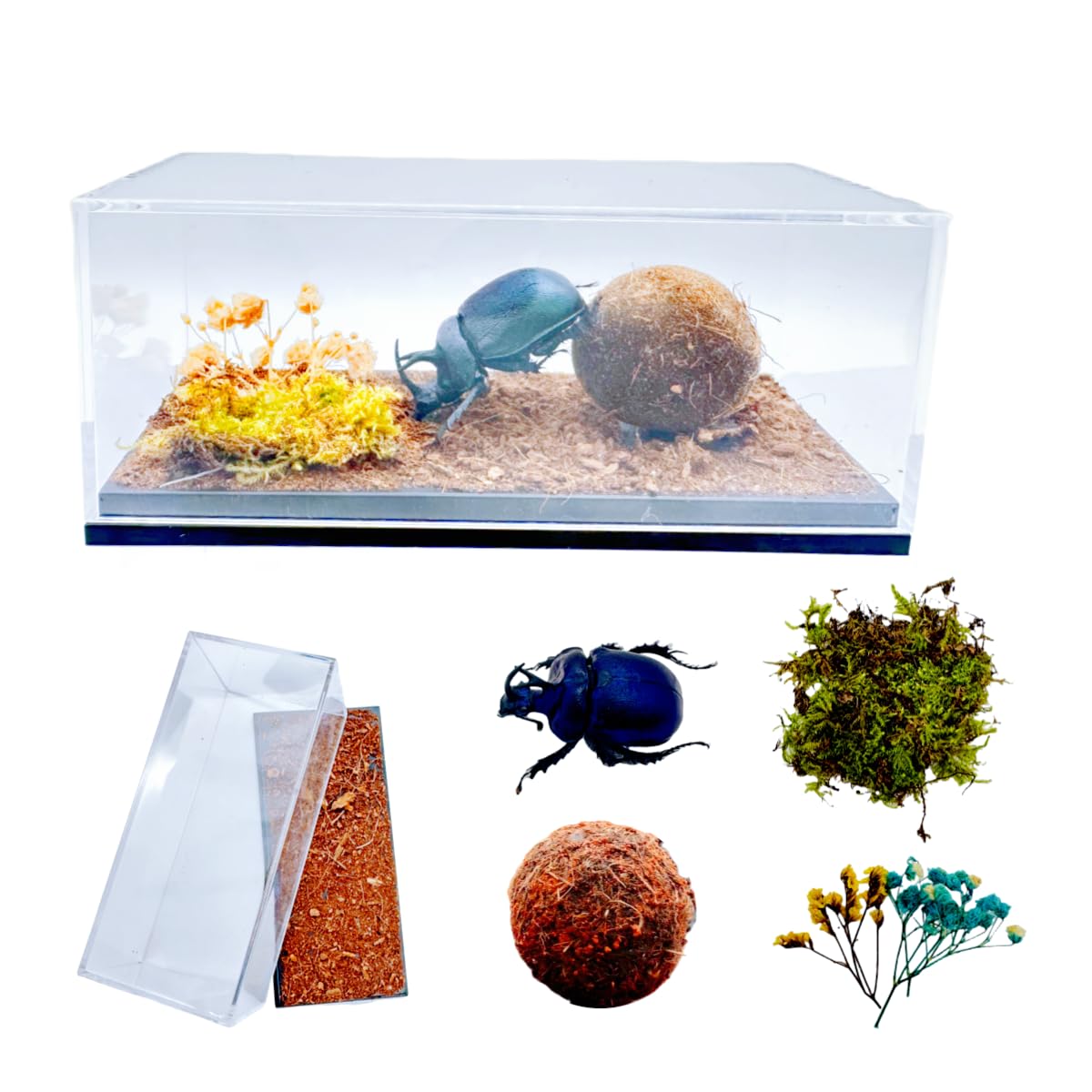 Real Dung Beetle Living Scene, Insect Living Scene Box, Real Transparent Display Box of Dried Moss Insects,Suitable for Science Education, Decoration, and Collection