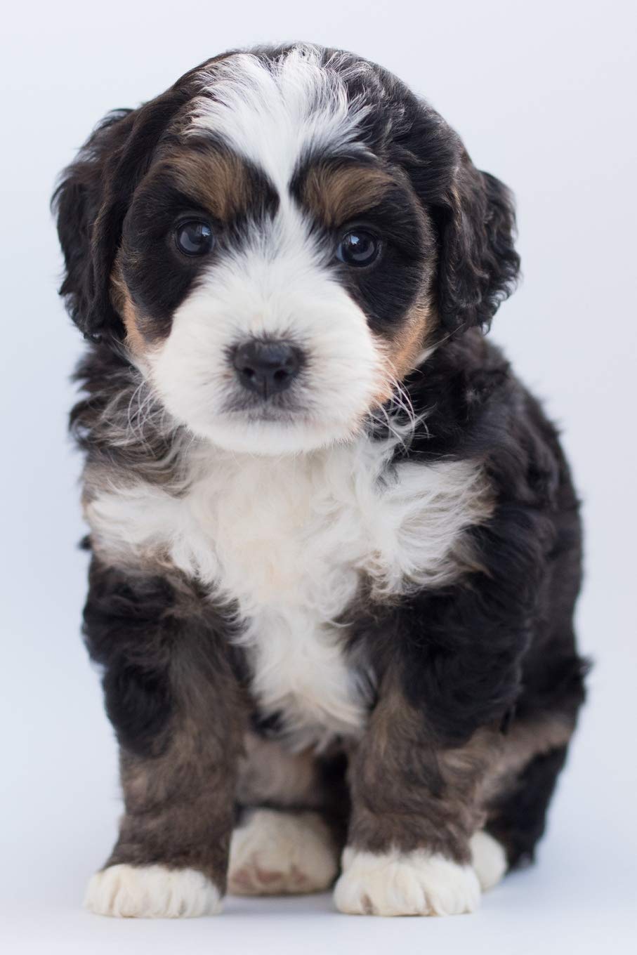 Notes: Lined Notebook | 120 Pages (6 x 9 inches) | Ruled Writing Journal With A Bernese Mountain Dog Puppy Cover