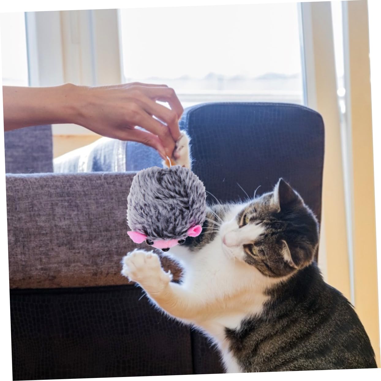 Beavorty 15stücke Teiliges Interaktives Katzenspielzeug Plüsch Vibrationsspielzeug Für Katzen Lustige Lehrreiche Spielzeuge Für Haustiere Zufälligen Farben Und Leicht Fördert Und