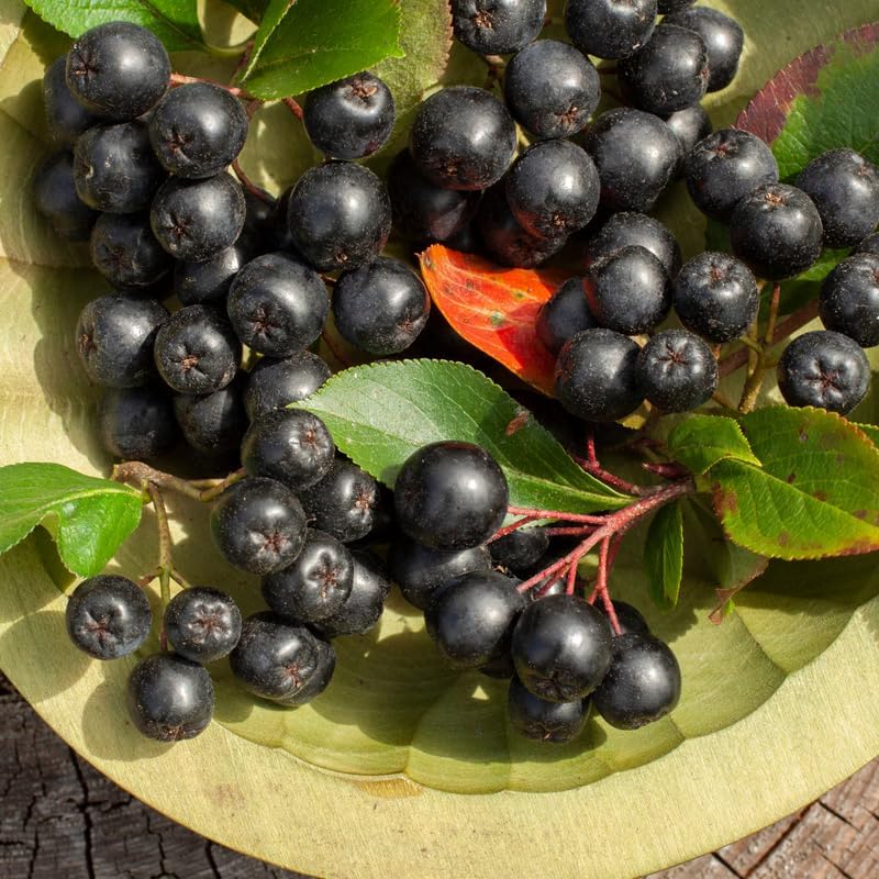 Chokeberry Plants Live, 6-12 Inch Tall, Black Berries Shrubs, Perennial Hardy Chokeberry Fruit Plants, Leafless in Winter