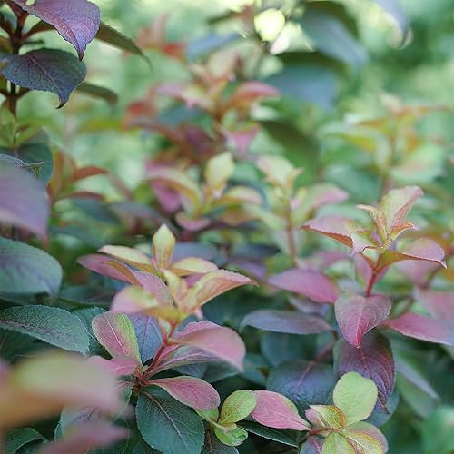 Miniatura 3 de Arbusto de 2 galones Proven Winners Midnight Sun Weigela