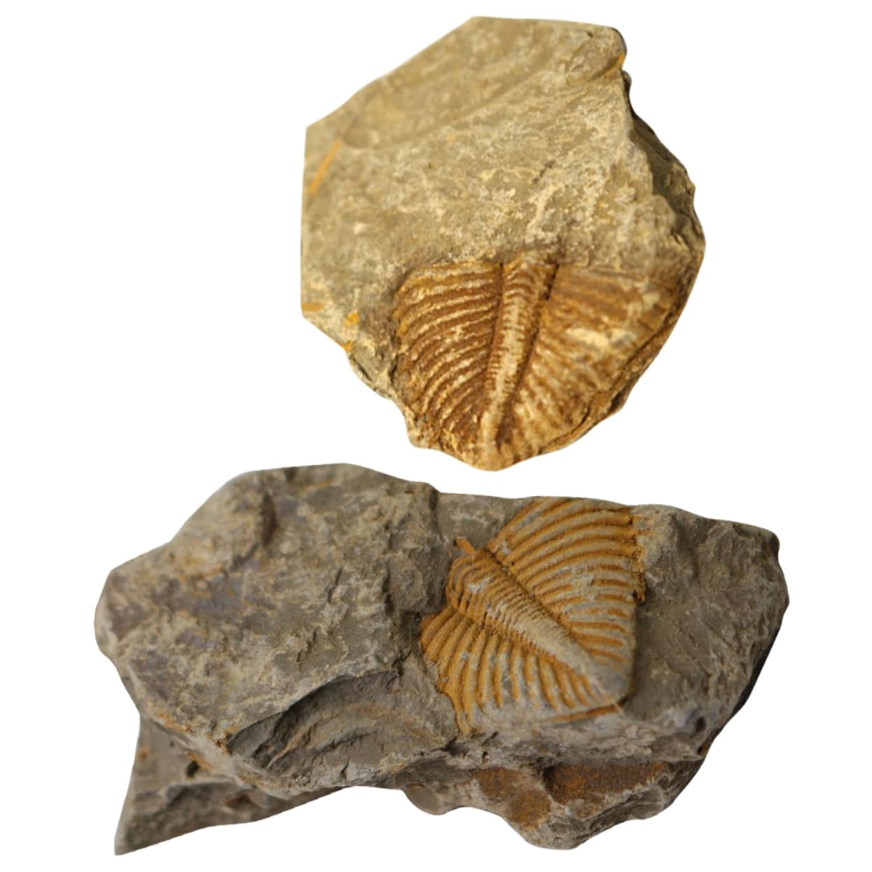 Garneck Campione di Trilobite Naturale 2 Pezzi, Ornamento da Scrivania Educativo per Ragazzo Ragazza, Materiale Didattico Paleontologico per Collezione e Decorazione Casa