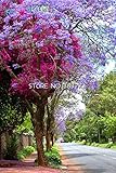 Flowerpot: Excluded *** 100pcs Schöne Jacaranda Blumensamen-DIY Hausgarten-Hof Pot Blume