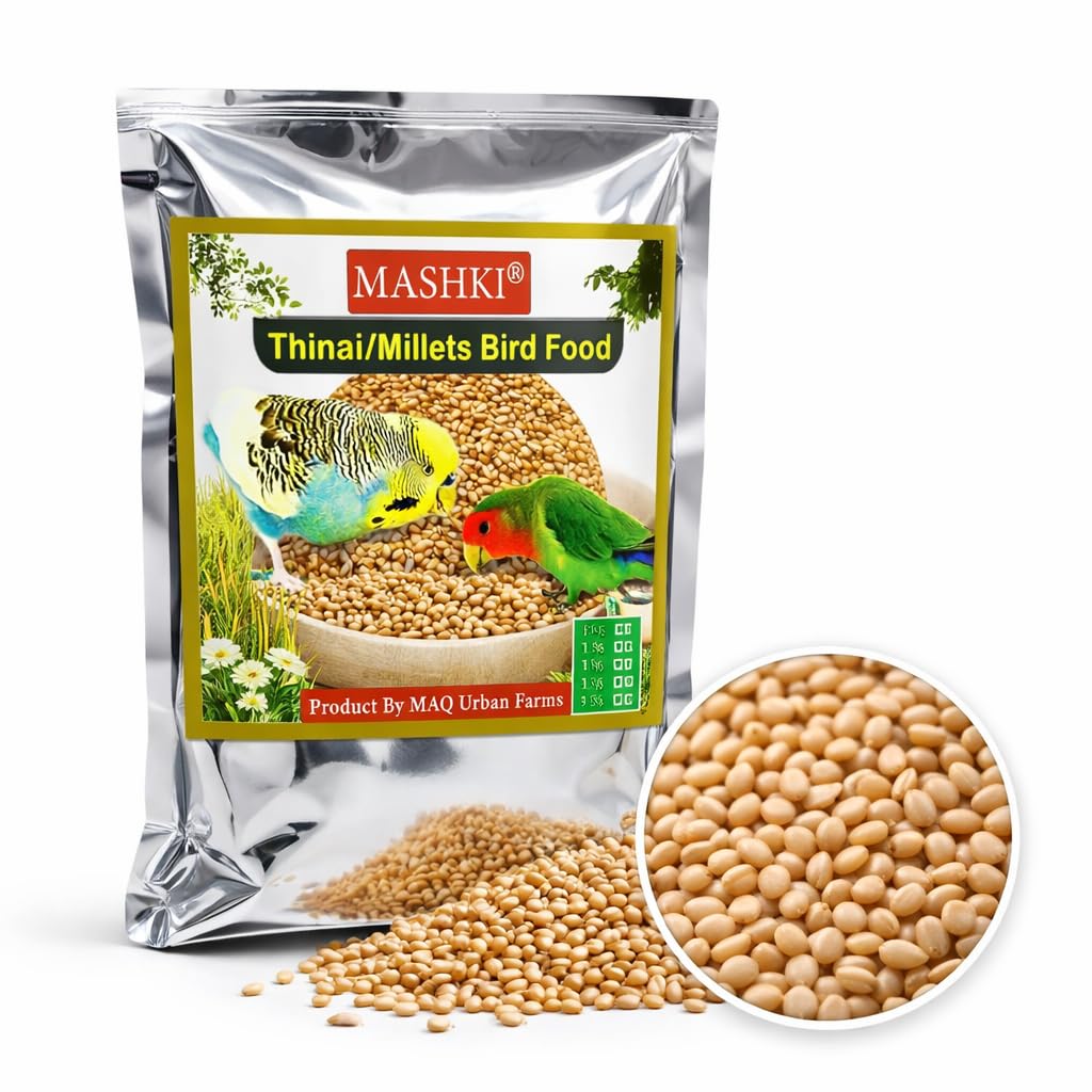 MASHKI Thinai Kangni Seed Double Cleaned Foxtail Millet Bird Food for All Birds - Korra, Rala, Thina, Kang, Kaon Seeds, Koni Dhaan, Navane Nutrition (10)-image-2