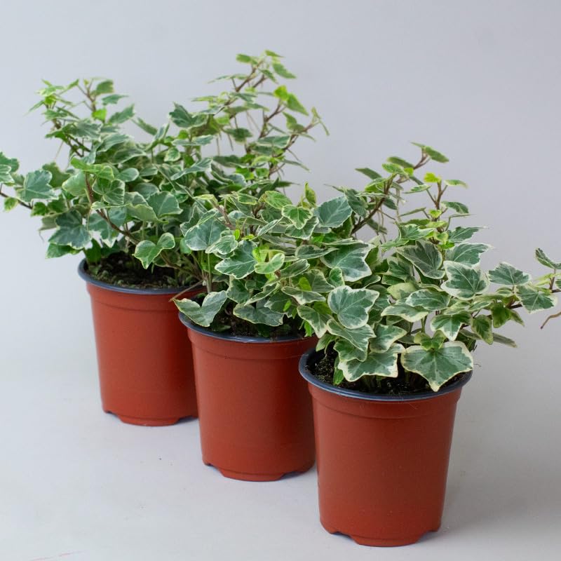 English Ivy Hedera Helix Variegated – 3 x 9cm Pots – Common Ivy House Plant or Garden Plant