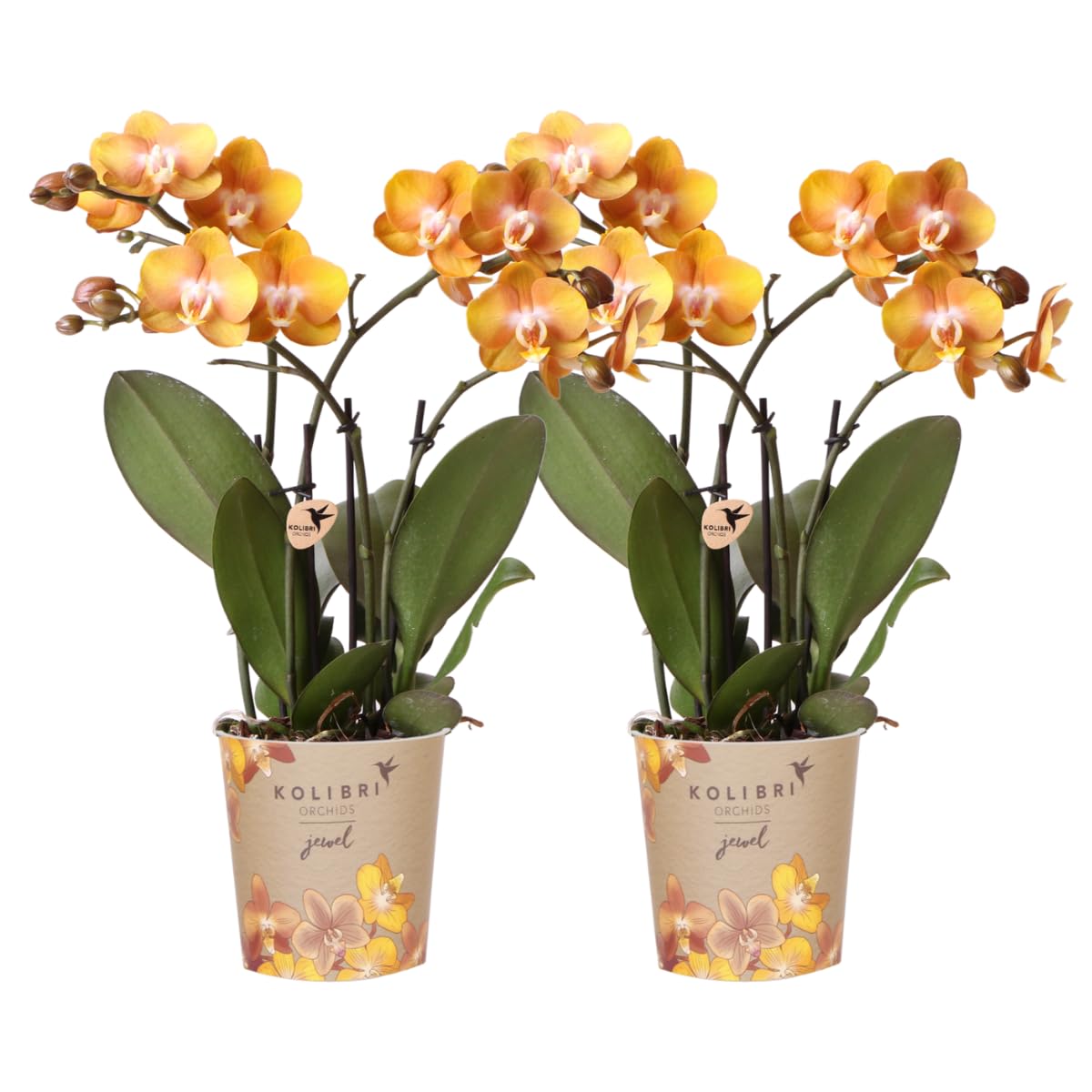 Kolibri Las Vegas Lot de 2 orchidées Phalaenopsis – Taille du pot Ø 12 cm – Plante d'intérieur à fleurs – Fraîche de l'éleveur