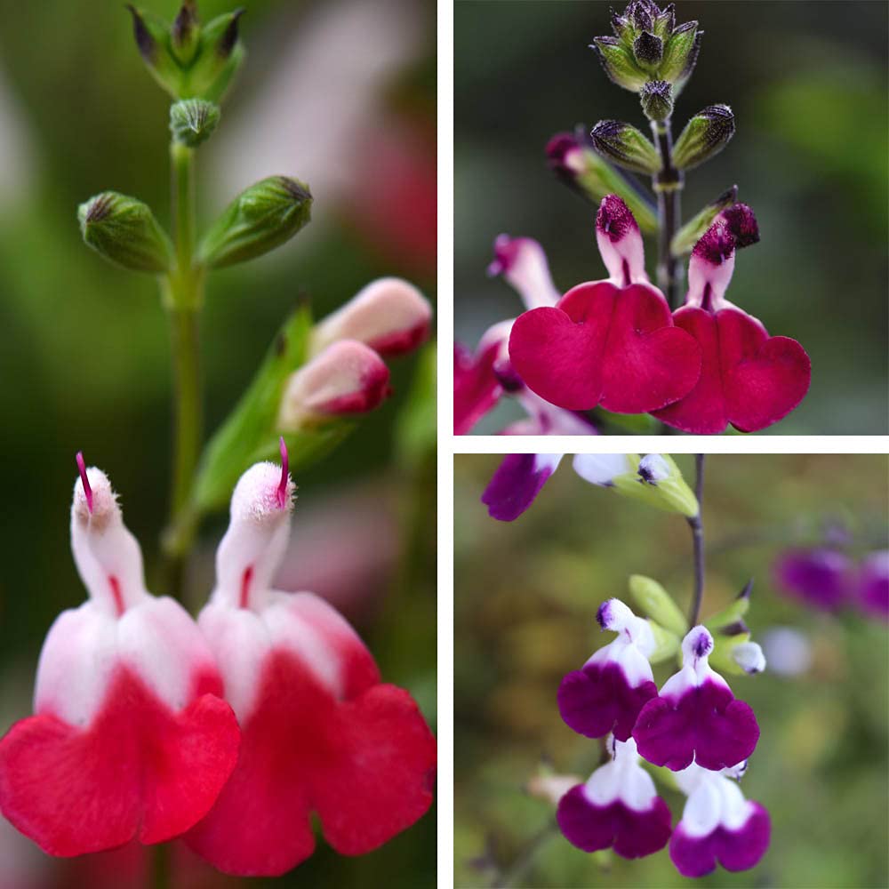 Salvia Lips Collection Garden Plant Hardy Perennial Flowering Garden Plants Easy to Grow Your Own 3X Jumbo Plug Plants by Thompson and Morgan (3)
