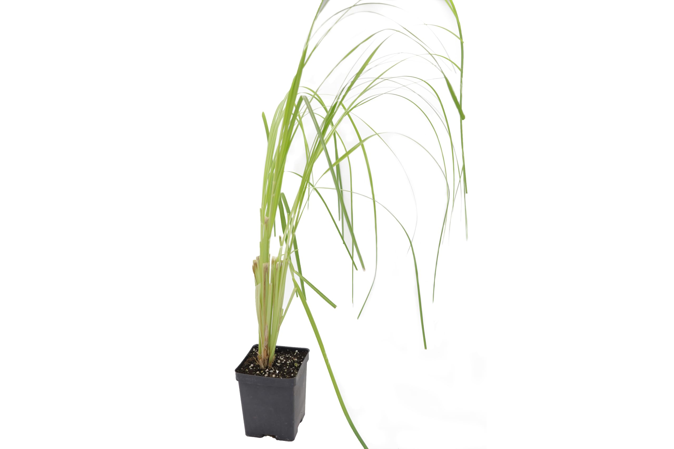 Greenwood Nursery 3-Pack Pampas Grass