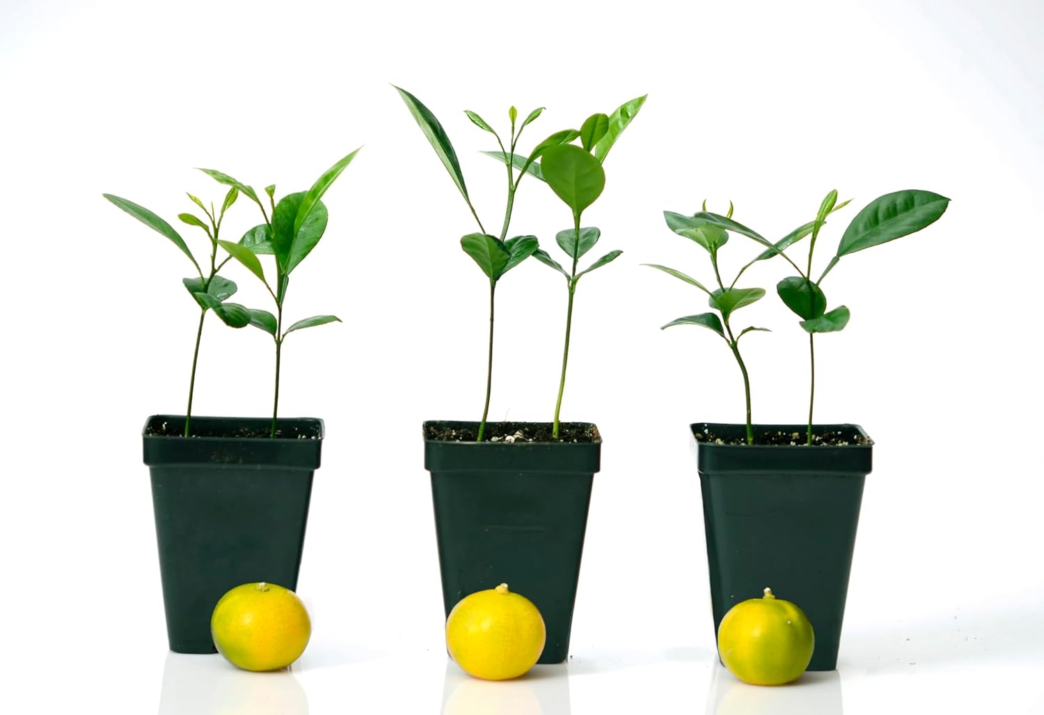 Calamondin Orange Tree - Pot of 2 Starter Plant. Citrus mitis. 3" - 5"