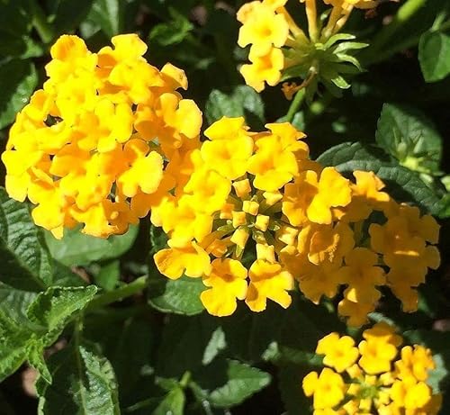 Miniatura 5 de Lantana Mix 100+ Semillas Plantación de Flores para Exterior o Interior