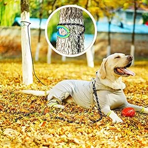 Ntr Dog Training Leash 10ft Check Cord Rope Lead with 2 Swivel Hooks Reflective Threads and Soft Rubber Handle Puppy Leash for Walking Hunting Camping for Small Medium Large Dogsgrey  Cucciolini Doodles Ntr dog training leash 10ft check cord rope lead with 2 swivel hooks reflective threads and soft rubber handle puppy leash for walking hunting camping for small medium large dogs grey   cucciolini doodles