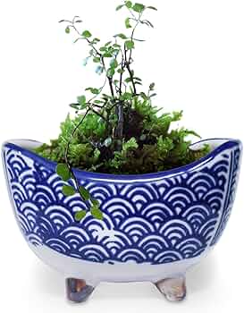 61ddBvzWoSL._AC_UF350, 61ddBvzWoSL._AC_UF350,