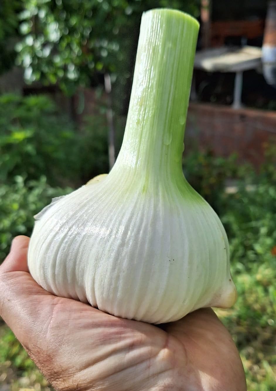 Aglione della Valdichiana Aglio Dolce digeribile non contiene allina niente cattivo alito kiss garlic