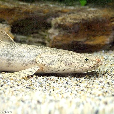 Amazon 熱帯魚 ポリプテルス エンドリケリー エンドリケリー ヴォルタ川産 ワイルド １匹 北海道 九州航空便要保温 沖縄別途送料 Charm チャーム 観賞魚 水中生物 通販