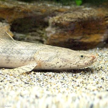 Amazon 熱帯魚 ポリプテルス エンドリケリー エンドリケリー ヴォルタ川産 ワイルド １匹 北海道 九州航空便要保温 沖縄別途送料 Charm チャーム 観賞魚 水中生物 通販