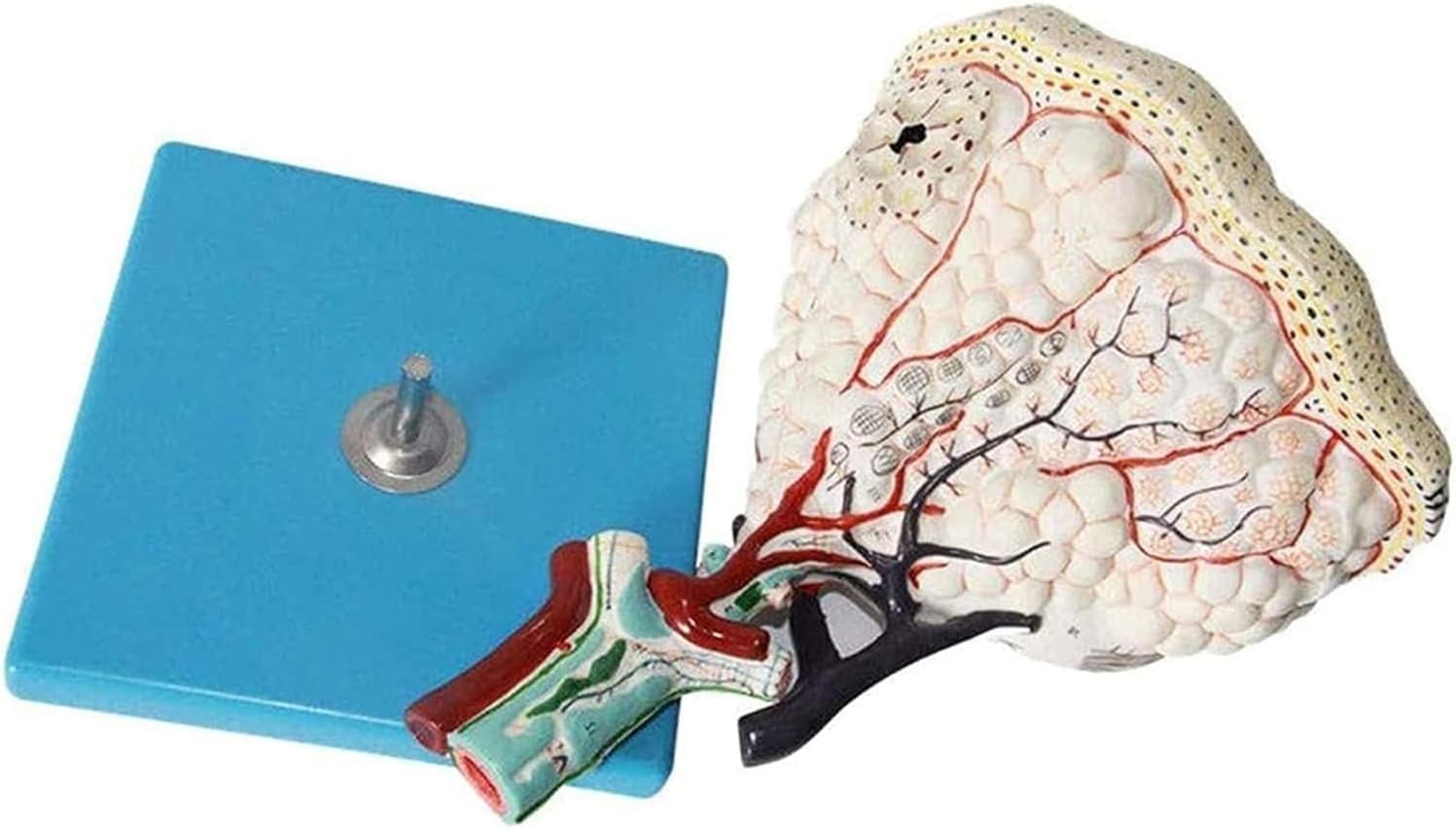 1 szt. Model anatomii płuc do celów edukacyjnych – model zrazika płucnego człowieka z 25 znakami cyfrowymi do zastosowań w opiece zdrowotnej, nauczaniu i nauce