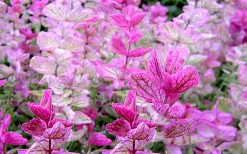 100 semillas de domingo rosa salvia clara flor fragante salvia horminum semillas