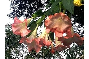 Brugmansia VERSICOLOR Angel Trumpet
