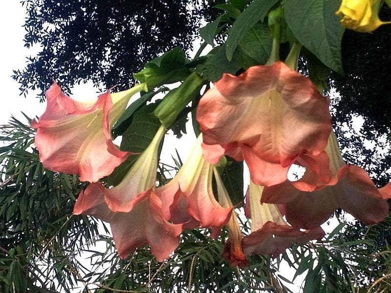 Brugmansia Hybrid 'Versicolor' Angels Trumpet - Live Tropical Plant - Big Fragrant Tricolor Peach Yellow White Flower - 8-12 Inches Tall - 4 Inch Pot