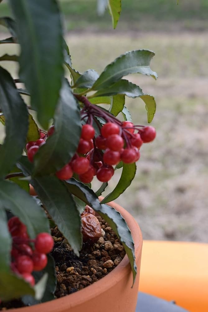 【縁起木/縁起物】大サイズ【野生の万両/マンリョウ】天然/里山自生/元気いっぱい 縁起木/縁起物】大サイズ【野生の万両/マンリョウ】天然/里山