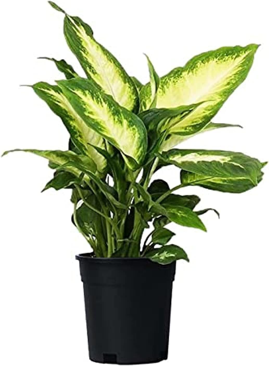 Dieffenbachia Camilla 25-30 CM | Fresh Indoor Plants