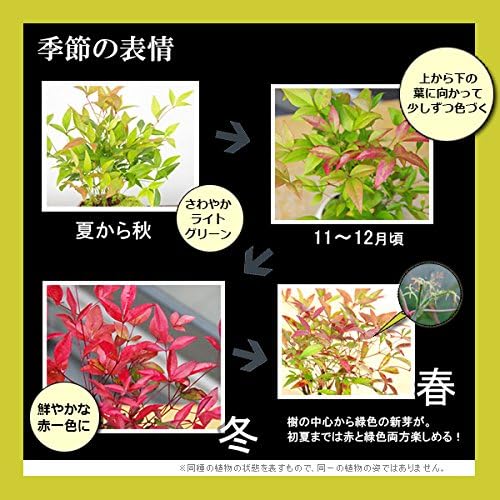 【春から秋は葉が緑色】いにしえの和をお届けします【南天（なんてん）の苔玉・炭化焼締器・敷石セット】 (敷石の色（白石）)