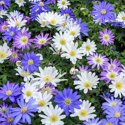 15 Best Shade Perennials to Brighten Up Your Garden 11 Amazing Deal! Anemone Blanda “Fireworks” – Colorful Perennial Flower Bulbs