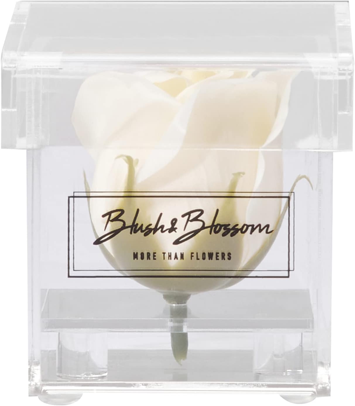 Blush & Blossom Cream Rose Flower in Clear Box