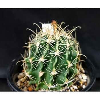 激レア　サボテン　イスラヤ　3種類　7株セット 激レア サボテン イスラヤ 3種類 7株セット 激レア サボテン