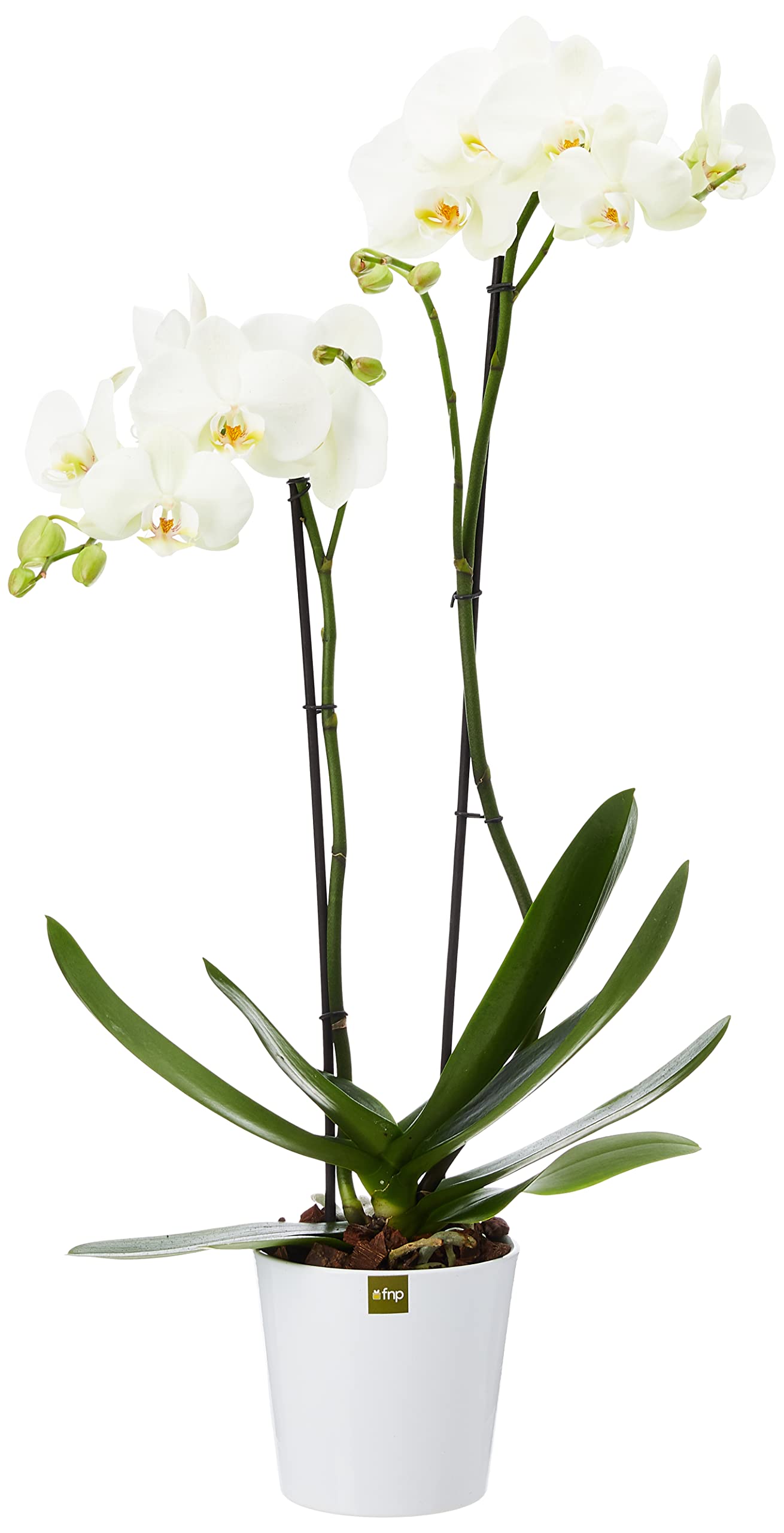 FnPPhalaenopsis Orchid Plant, White