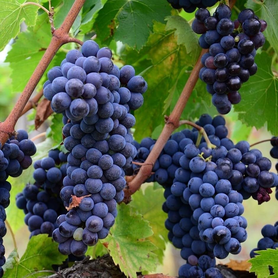 Plant Theory 60cm Black Grape Muscat Bleu Vine Fruit Bush Vitis Vinifera 2L Pot