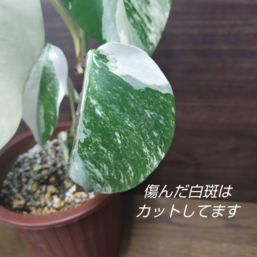 Amazon｜モンステラ ボルシギアナ ホワイトタイガー 苗(観葉植物