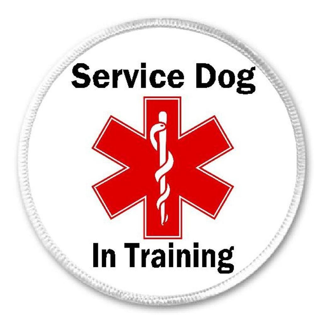 Service Dog In Training - 3