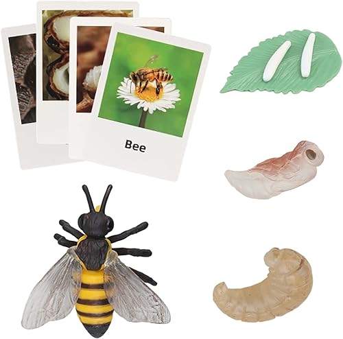 Ciclo de vida de abeja Montessori con tarjetas flash, figuras de animales realistas, juego educativo de animales a juego para niños pequeños de 3
