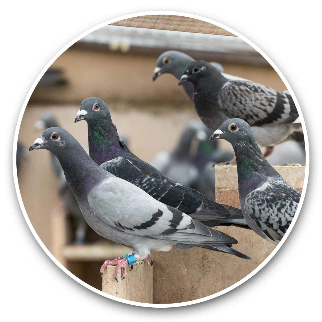 Destination Vinyl Ltd Pigeon Hole Pigeons Bird Birds 46036 2 X 20Cm Vinyl Stickers