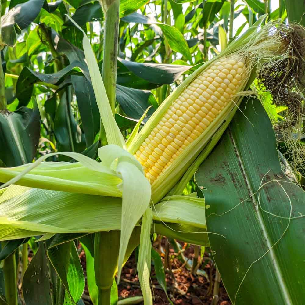 Hybrid sweet corn seeds || Seeds for hybrid sweet corn || 100 Seeds (B0CVQYCSYM) Amazon Price History, Amazon Price Tracker