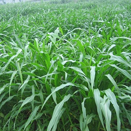 20 seeds/bag grass seed corn in Mexico perennial ryegrass seed alfalfa grass north and south