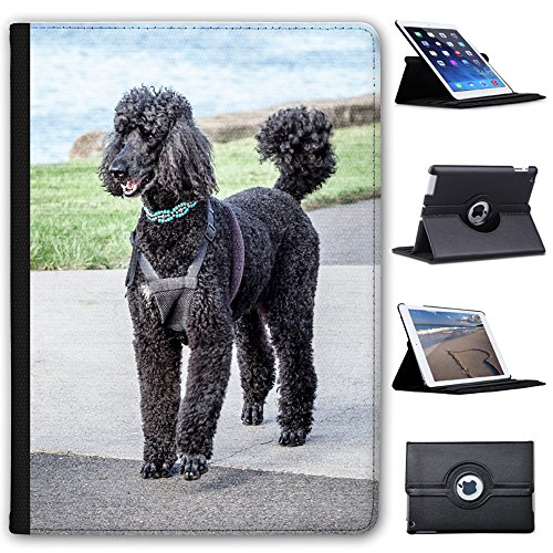 Fancy a Snuggle Poodle Caniche Barbone Fluffy Dog