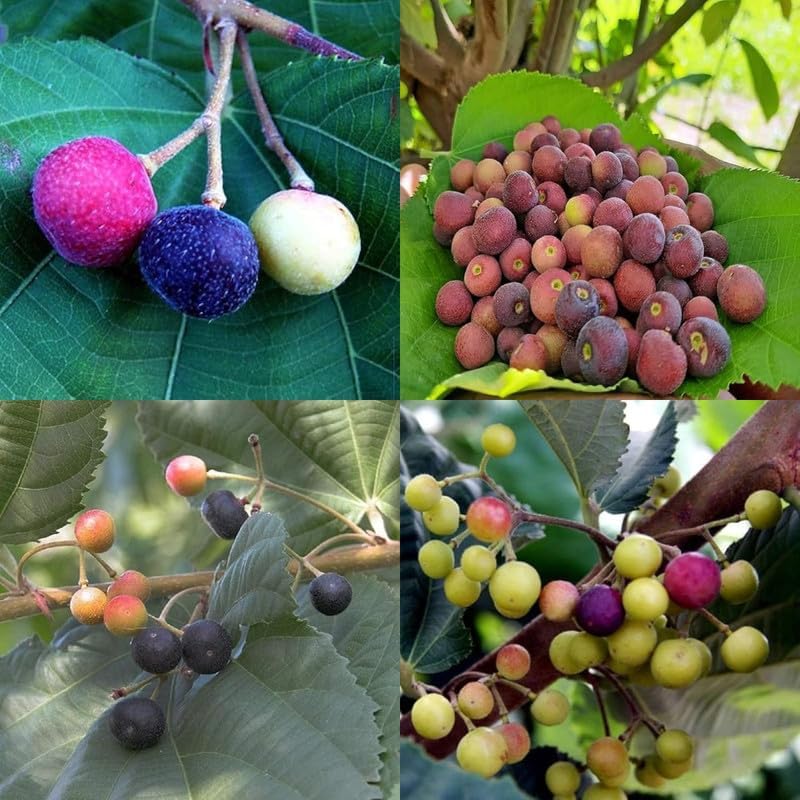 Image of Phalsa Live Plant | Fruit Bearing Tree | Healthy & Easy to Grow Plant for Home, Terrace & Outdoor Gardening | Pack of 1