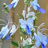 Set 2 Clerodendrum Blue Butterfly Live Plants Starter 5-8 Inches