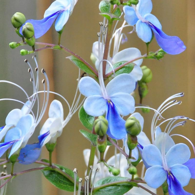 Set 2 Clerodendrum Blue Butterfly Live Plants Starter 5-8 Inches