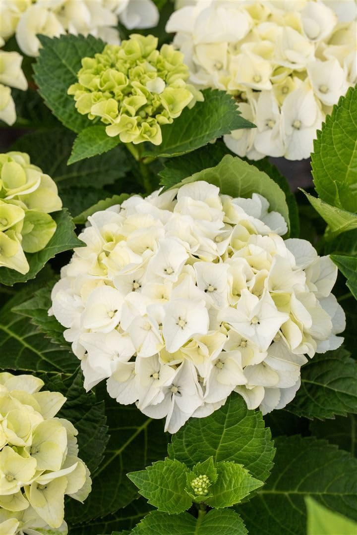 Hortensie Hydrangea macrophylla Hochzeits-Hortensie 30-40 cm winterhart