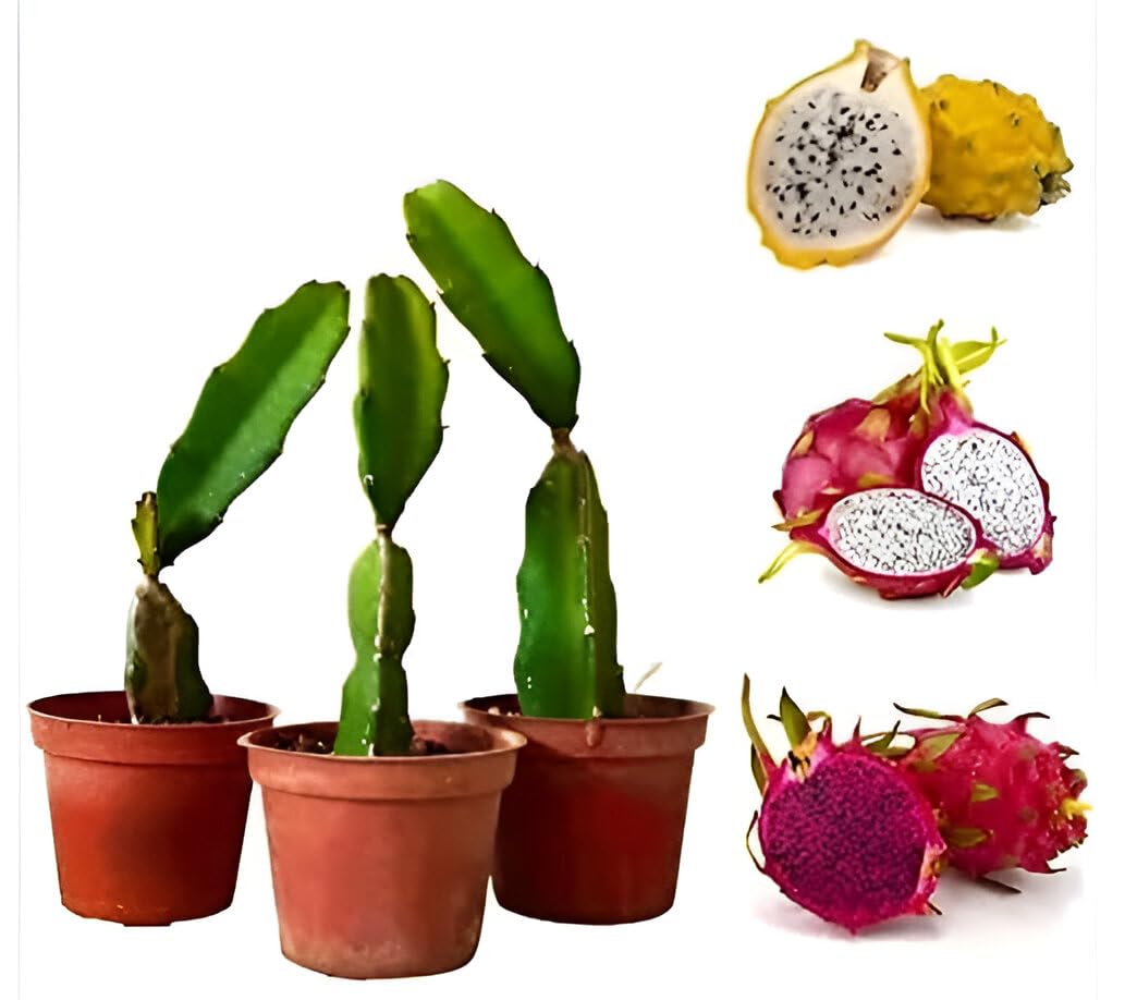 Dragon Fruit Combo Pack of All Three- 3 Varieties- Yellow Skin, Pink Skin but White Flesh and Pink Skin with Pink Flesh. Hybrid Rooted Dragon Saplings with complementary Fertilizer (B0CY4YK8DL) Amazon Price History, Amazon Price Tracker
