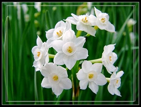 Amazon 水仙の球根 すいせん球根 初心者が植えるのに適しており すいせん球根 水耕栽培または土壌栽培が可能で 家の装飾 オフィスの装飾 庭の植え付けに適しています 穴掘り