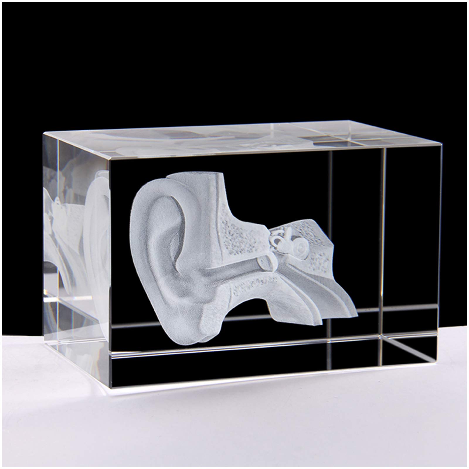 Kryształowy model anatomiczny ucha 3D - model anatomii narządów człowieka Model anatomiczny ucha z obciążeniem do papieru w zestawie z podstawą LED - prezent naukowy, pamiątka