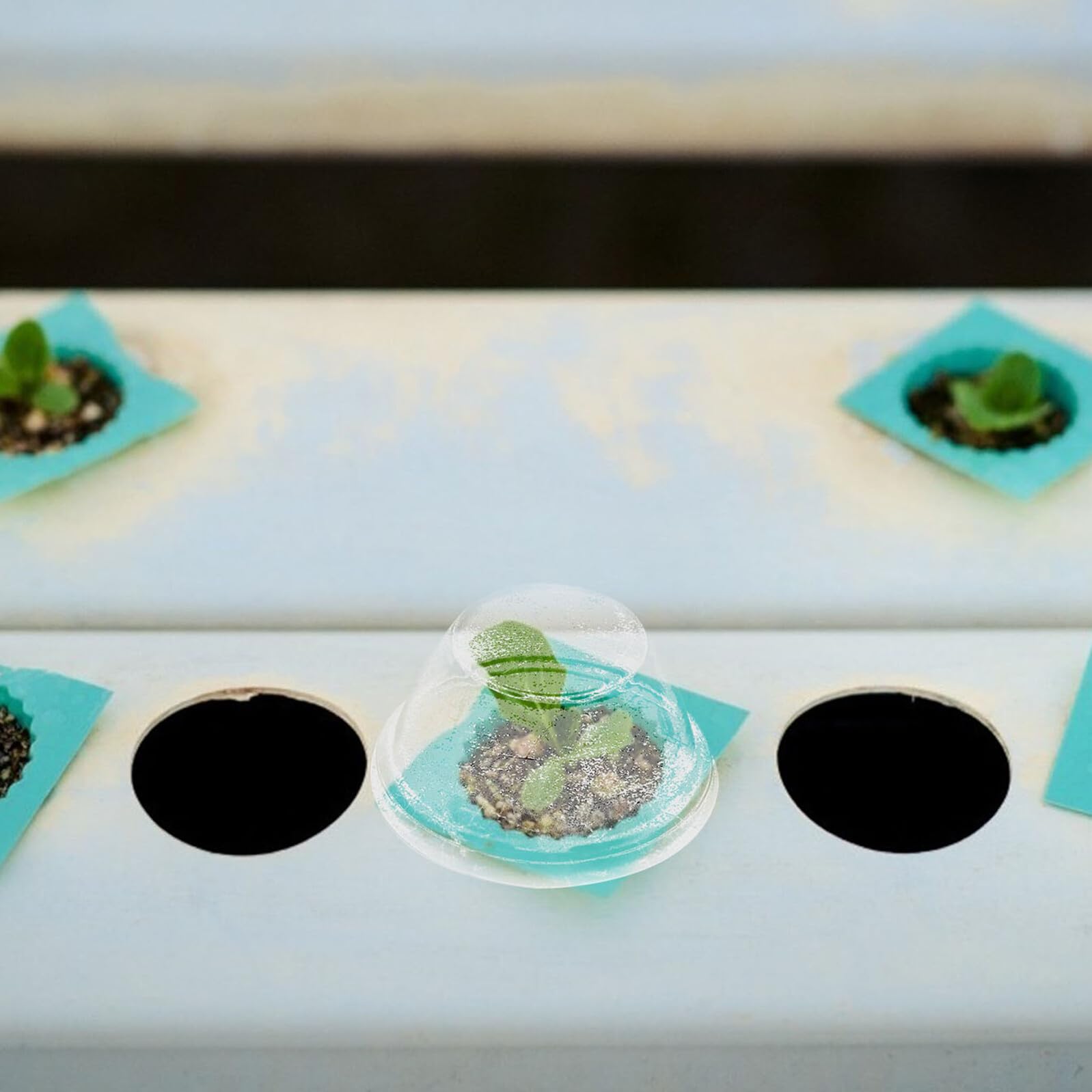TOYANDONA 200 Unidades Cúpulas Protectoras para Plantas Cubierta Transparente de Plástico para Invernadero y Cultivo Hidropónico Campana para Macetas de Vivero Resistente al Frío y