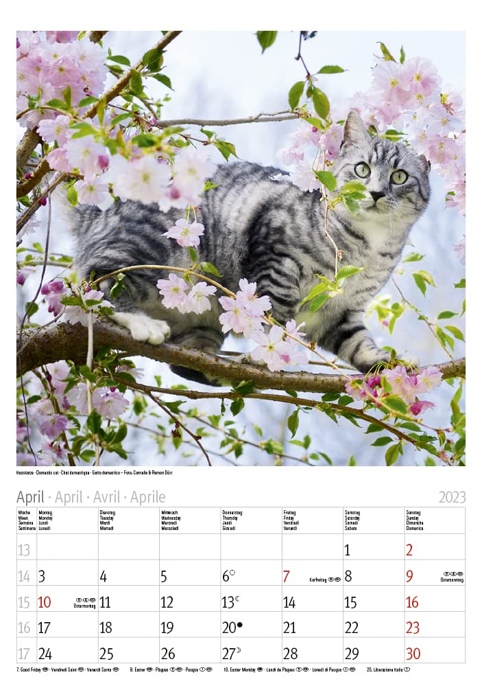 Katzen 2023